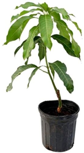 Mango Plant, Color : Green
