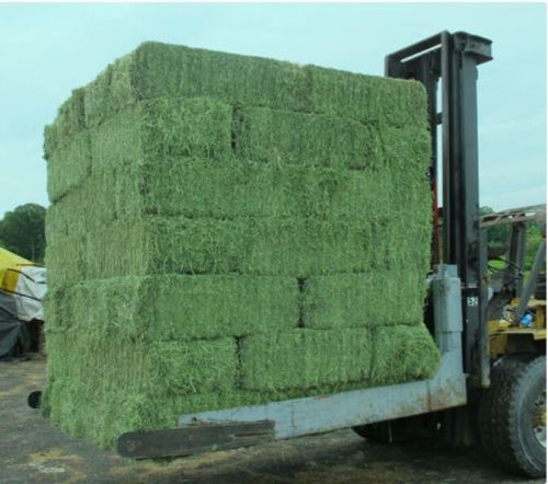 Natural Alfalfa Hay, Packaging Type : Jute Bags for Cattle Feed