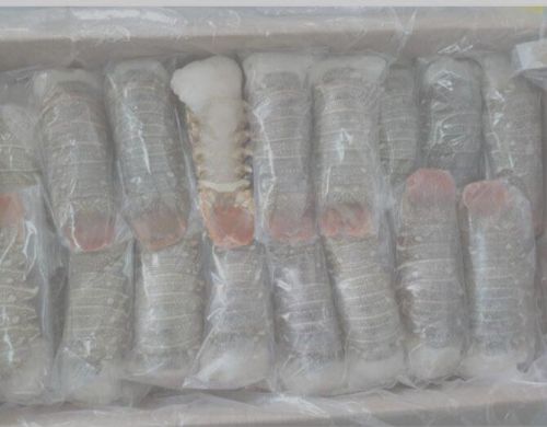 Frozen Sand Lobster Fish, Brand Name : OEM