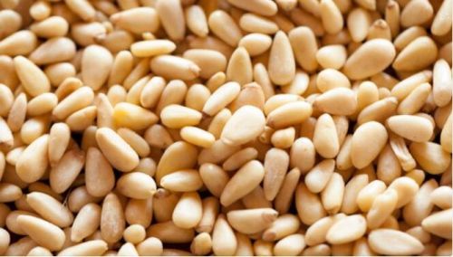 Natural Good Pine Nuts, Brand Name : OEM, Packaging Size : 5kg