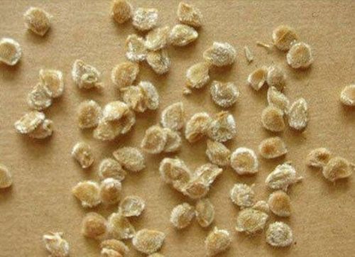 OEM Common Natural Tomato Seeds, Packaging Size : 10kg, 25kg, 50kg