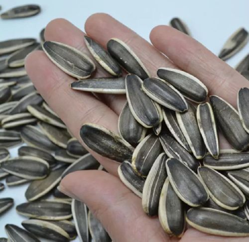 Sunflower seeds, Packaging Type : Black