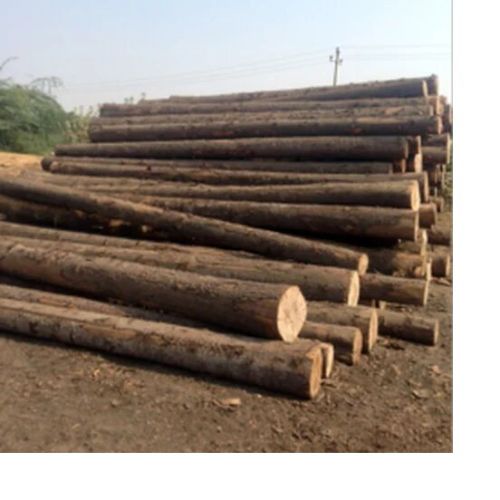 Yellow Square Pine Wood Log, Length : 10-12 Feet