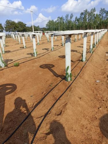 RCC Dairygen Poles