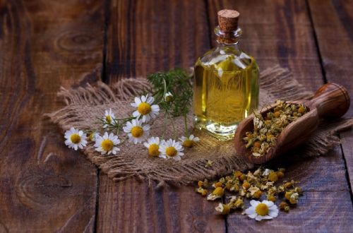Chamomile Essential Oil, Shelf Life : 1year