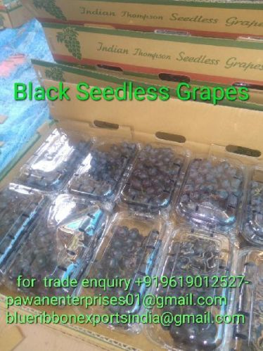 Organic Fresh Black Seedless Grapes, Shelf Life : 0-3days