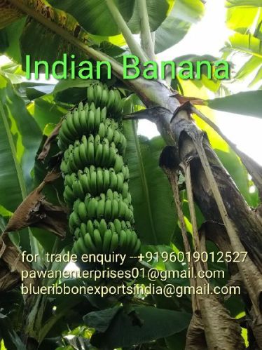 Organic Indian Green Banana