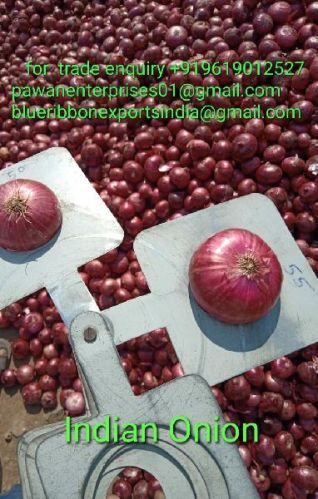 Indian Red Onion, Shelf Life : 15-30days