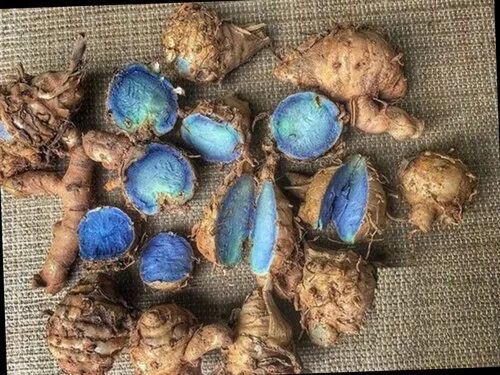 Black Turmeric Seeds, For Agriculture, Packaging Type : Loose