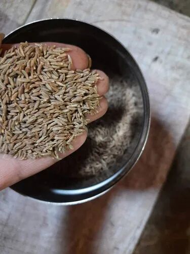 Singapur99 Cumin Seeds, Grade Standard : Food Grade