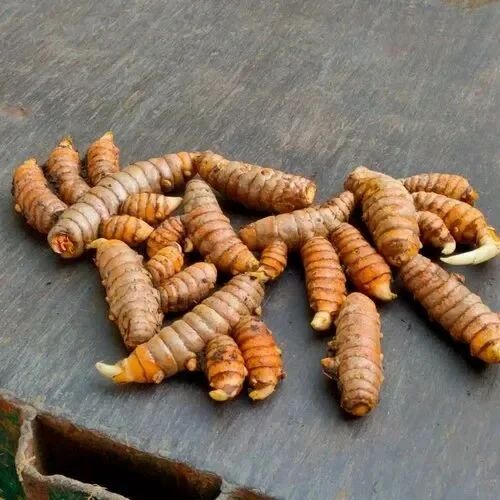 Yellow Turmeric Seeds, Packaging Type : PP Bags