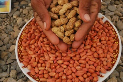 Groundnut Seeds, Packaging Type : PP Bag