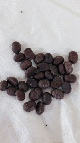 Brown Fishtail Palm Seeds, For Plantation, Packaging Type : Plastic Bag