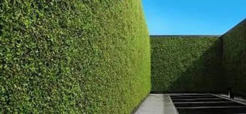 Plastic Green Walls