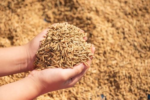 Dry Paddy Seed, For Agriculture, Shelf Life : 12months