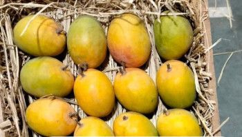 Common Alphonso Mangoes, For Direct Consumption, Food Processing, Juice Making, Style : Fresh