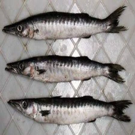 Barracuda Fish, Size : Large