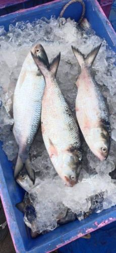 Creamy Fresh Hilsa Fish, For Cooking, Food, Human Consumption, Packaging Type : Thermocole Box