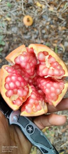 Red Organic Pomegranate, For Medicinal, Style : Fresh