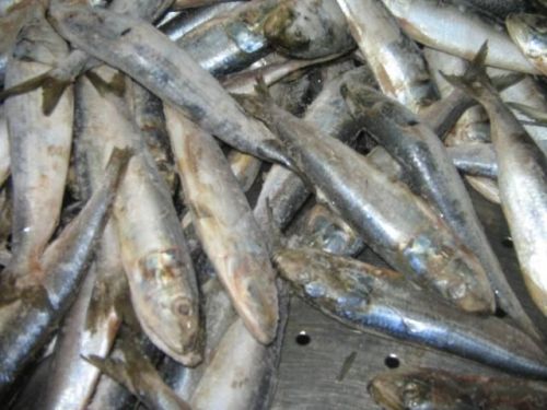 Sardine Fish, Style : Fresh, Frozen