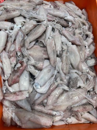 Squid, Feature : Fresh, Frozen