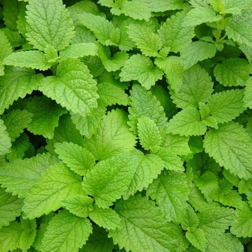 Lemon Balm, For Natural Herb, Feature : Nice Aroma