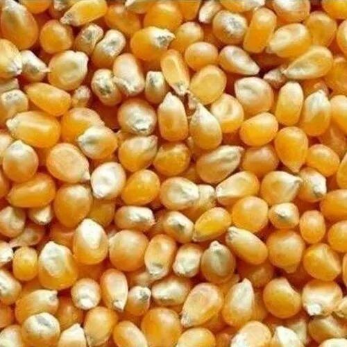 Yellow Corn Seeds, For Animal Feed, Packaging Type : Vacuum Pack