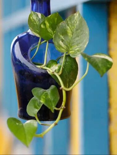 Designer Bottle Planter