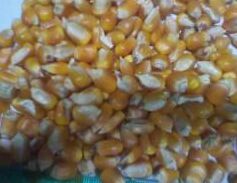 Yellow Corn