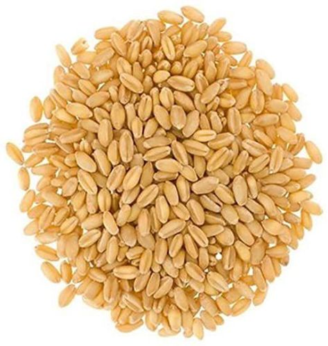 Vedha Natural Tukdi Wheat Seeds, Certification : FSSAI