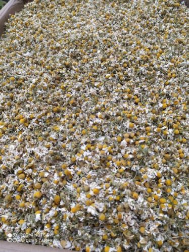 Chamomile Flower, Style : Dried