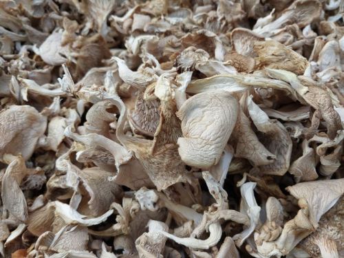 Oyster Mushroom, Packaging Type : Plastic Bag