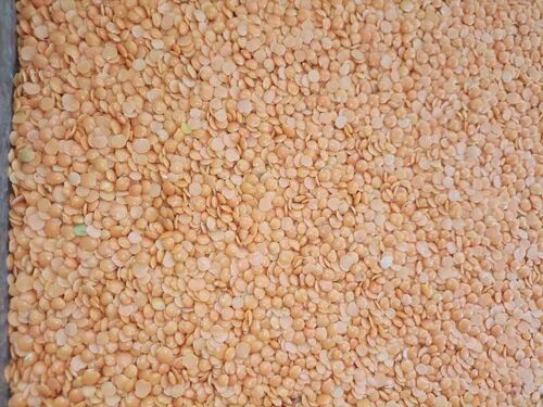 Polished Red Masoor Dal, Packaging Type : Loose