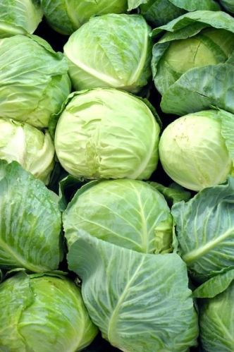Green Fresh Cabbage, For Human Consumption, Cooking, Home, Hotels, Packaging Size : 20kg
