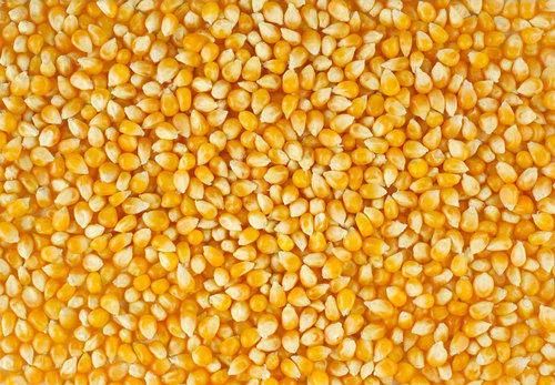 Oval Yellow Maize Seeds, For Human Food, Animal Food, Variety : Corn Gluten Meal