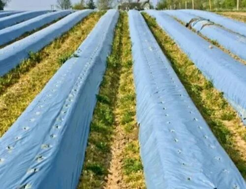White Plastic Mulching Film, Width : 600-1000 Mm