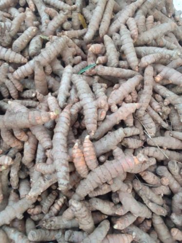 Finger Unpolished Raw Turmeric