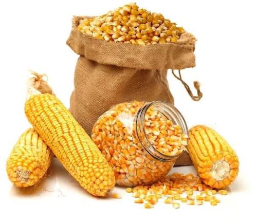Yellow Corn Animal Feed, Packaging Type : White