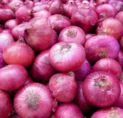 Natural Fresh Onion, For Snacks, Fast Food, Cooking, Packaging Type : Plastic Bags