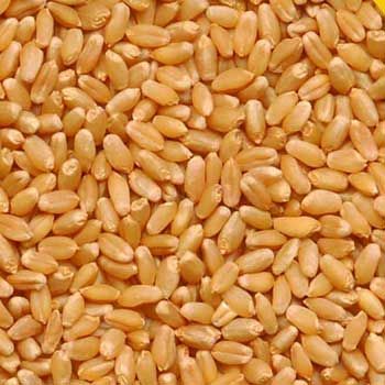 Organic Brown Wheat Seeds, Style : Dried