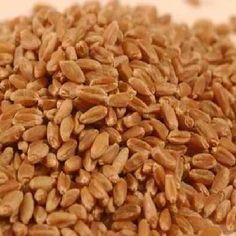 Organic Hard Red Wheat Seeds, Packaging Size : 50-100kg