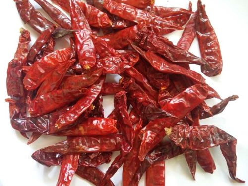 Raw 341 Dry Red Chilli, Packaging Type : Gunny Bags
