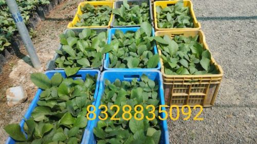 Tissue Culture Teak Plants, For Commercial, Packaging Type : Create Box