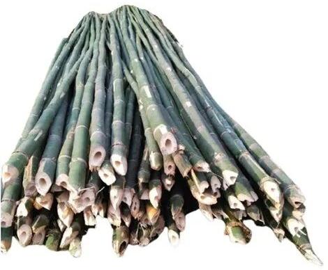 Bamboo Pole, Length : 10 Feet