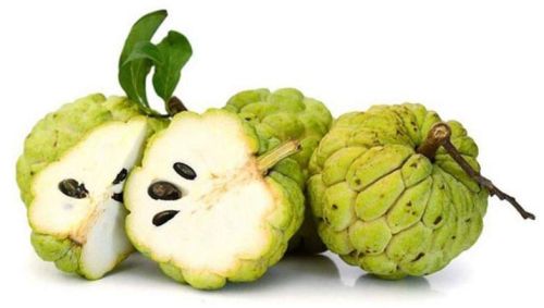 Organic Fresh Custard Apple, For Human Consumption, Color : Green