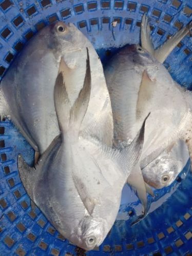 Silver Pomfret Fish, For Cooking, Food, Human Consumption, Making Medicine, Making Oil, Style : Fresh