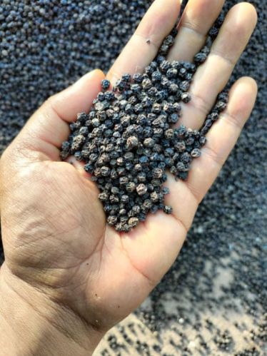 Raw Natural Organic Black Pepper, For Cooking, Packaging Type : Jute Bag, Gunny Bag