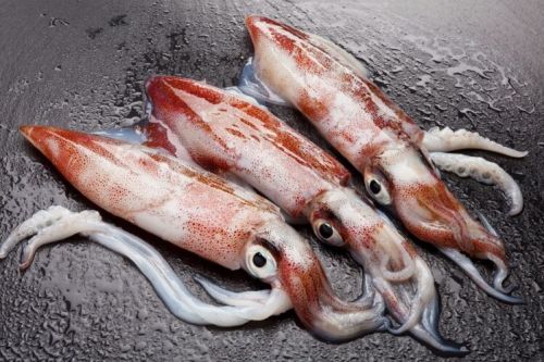 Big Squid Fish, For Cooking, Hotel, Restaurant, Feature : Fresh