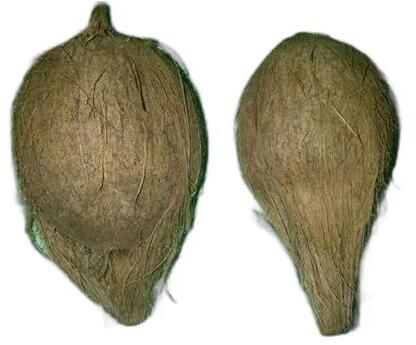 Organic Husked Coconut, Coconut Size : Large