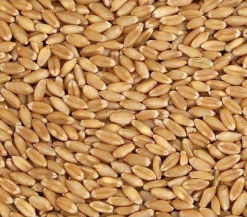 Yellow Wheat Seeds, For Cooking